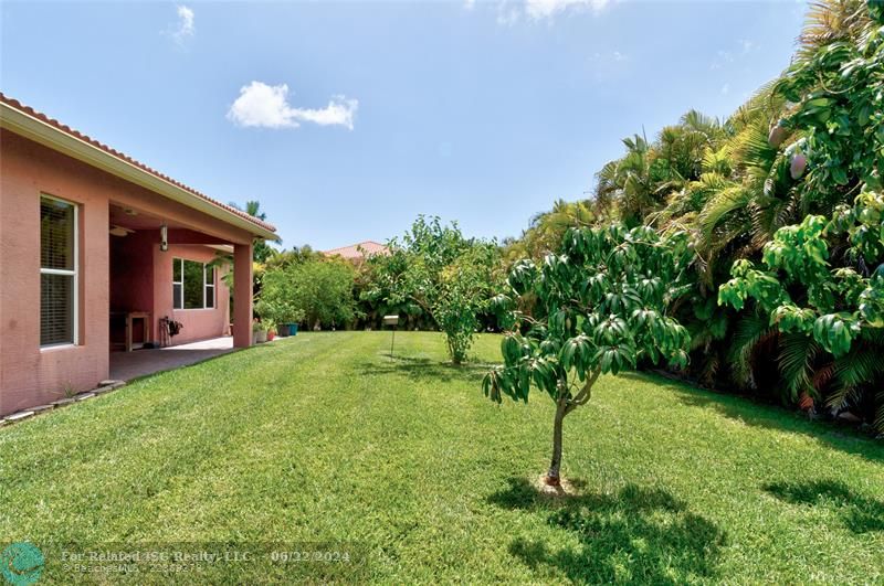 Backyard w fruit trees (cherries and mangos)