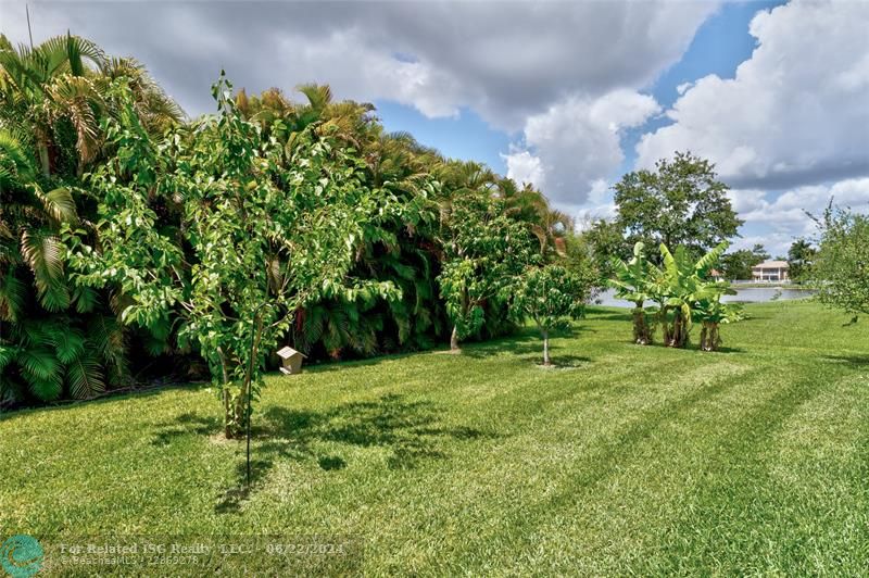 Tropical privacy with areca palms