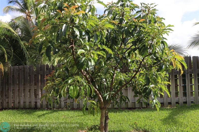 Avocado trees west side