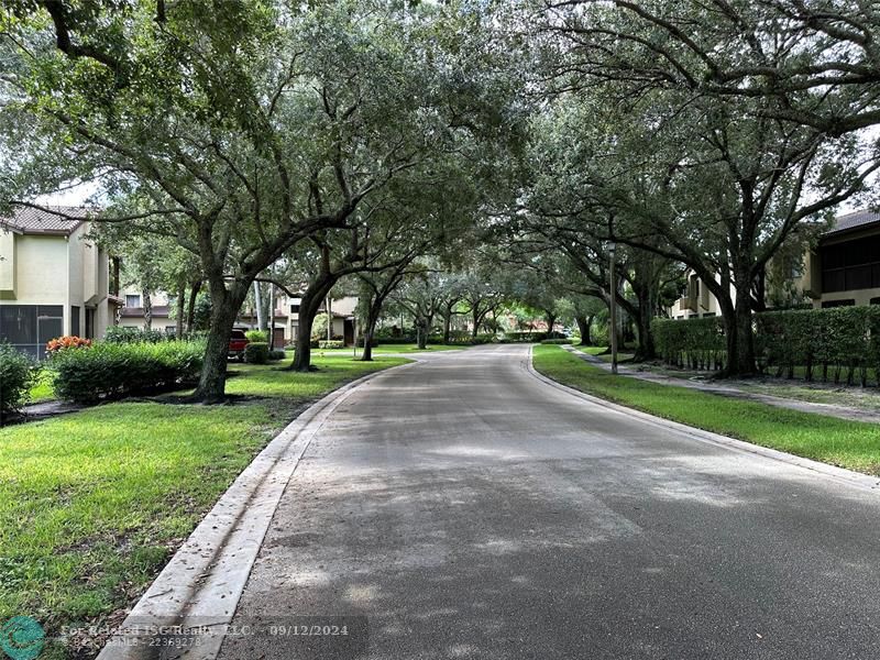 Oak Tree lined streets