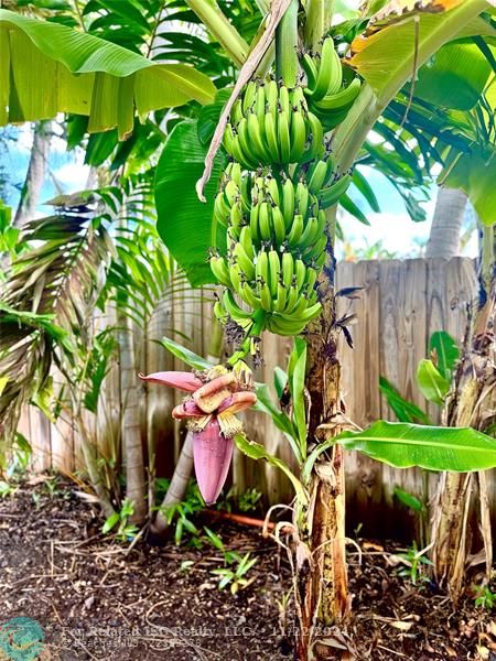 FRUIT TREES INCLUDE BANANA, MANGO, JACKFRUIT, STARFRUIT