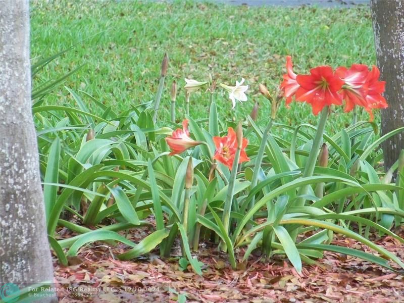 Spring Front Yard