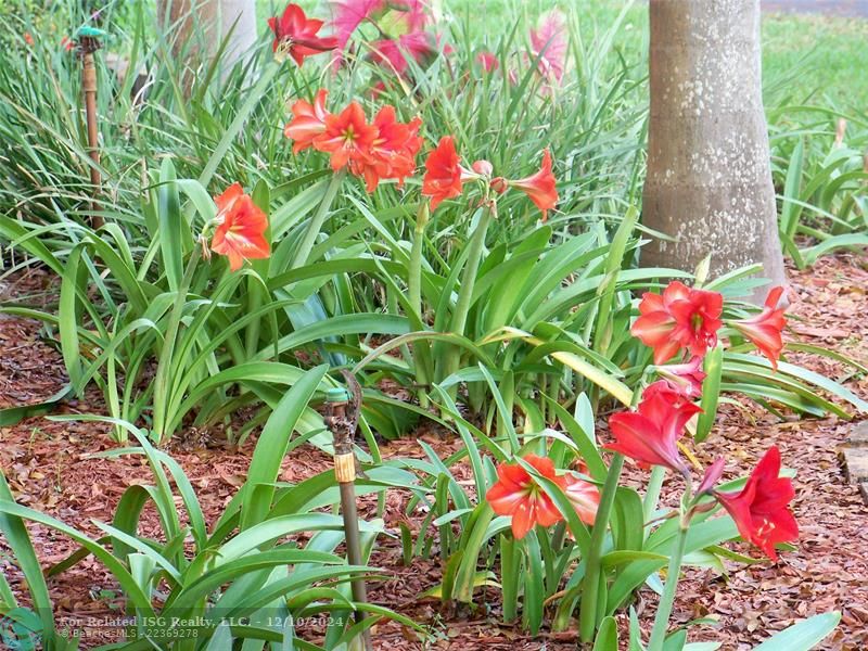 Every Spring Amaryllis Bloom Front Yard